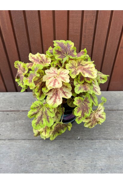 Гейхера гібридна ’Солар Екліпс’